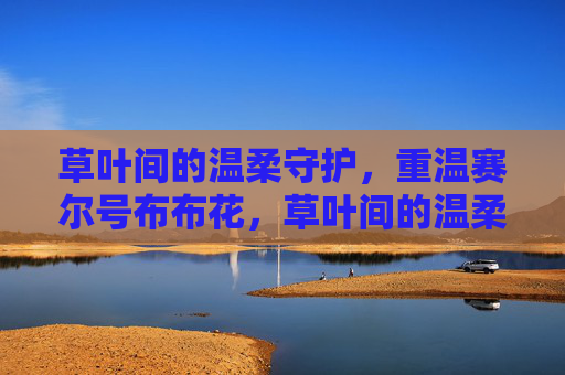 草叶间的温柔守护，重温赛尔号布布花，草叶间的温柔守护，重温赛尔号布布花