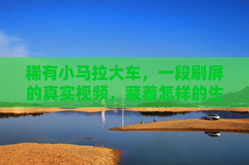 稀有小马拉大车,一段刷屏的真实视频,藏着怎样的生命韧性?小马拉大车刷屏视频,生命韧性的真实力量 稀有小马拉大车,一段刷屏的真实视频,藏着怎样的生命韧性?小马拉大车刷屏视频,生命韧性的真实力量