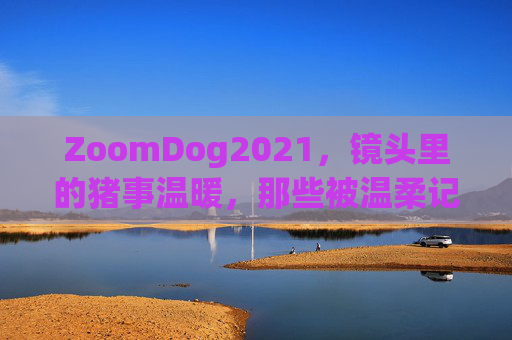 ZoomDog2021,镜头里的猪事温暖,那些被温柔记录的2021萌趣日常,ZoomDog2021,镜头里的温暖猪事与萌趣日常 ZoomDog2021,镜头里的猪事温暖,那些被温柔记录的2021萌趣日常,ZoomDog2021,镜头里的温暖猪事与萌趣日常