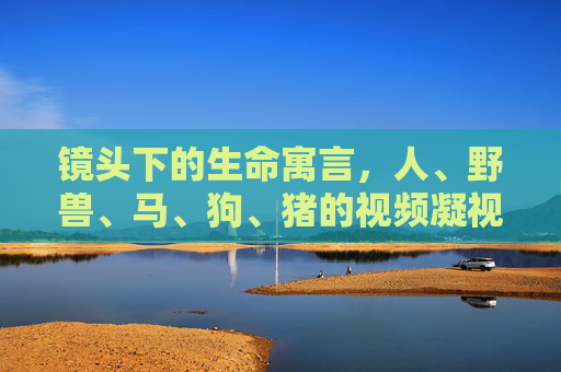 镜头下的生命寓言，人、野兽、马、狗、猪的视频凝视，镜头凝视下的生命寓言，众生影像的寓言叙事