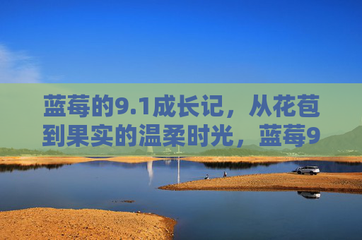 蓝莓的9.1成长记,从花苞到果实的温柔时光,蓝莓9.1成长记,从花苞到果实的温柔时光 蓝莓的9.1成长记,从花苞到果实的温柔时光,蓝莓9.1成长记,从花苞到果实的温柔时光