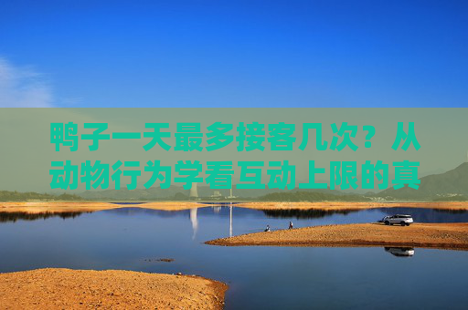 鸭子一天最多接客几次?从动物行为学看互动上限的真相,鸭子一天最多接客几次?动物行为学解密互动上限真相 鸭子一天最多接客几次?从动物行为学看互动上限的真相,鸭子一天最多接客几次?动物行为学解密互动上限真相