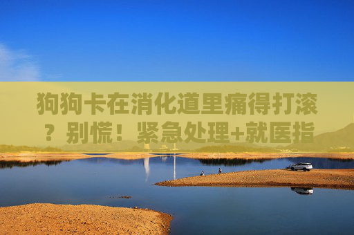 狗狗卡在消化道里痛得打滚?别慌!紧急处理+就医指南在这里,狗狗卡消化道痛打滚?紧急处理+就医指南 狗狗卡在消化道里痛得打滚?别慌!紧急处理+就医指南在这里,狗狗卡消化道痛打滚?紧急处理+就医指南