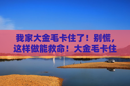 我家大金毛卡住了！别慌，这样做能救命！大金毛卡住别慌！这样做能救命！