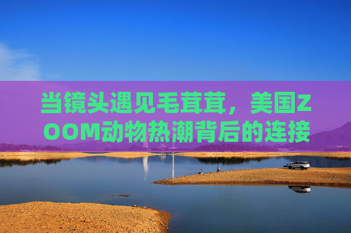 当镜头遇见毛茸茸,美国ZOOM动物热潮背后的连接与启示,镜头遇见毛茸茸,ZOOM动物热潮的连接启示 当镜头遇见毛茸茸,美国ZOOM动物热潮背后的连接与启示,镜头遇见毛茸茸,ZOOM动物热潮的连接启示