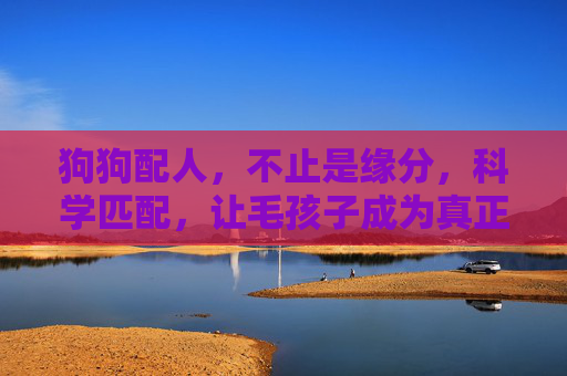 狗狗配人,不止是缘分,科学匹配,让毛孩子成为真正的家人,科学匹配狗狗,让毛孩子成为真正的家人 狗狗配人,不止是缘分,科学匹配,让毛孩子成为真正的家人,科学匹配狗狗,让毛孩子成为真正的家人