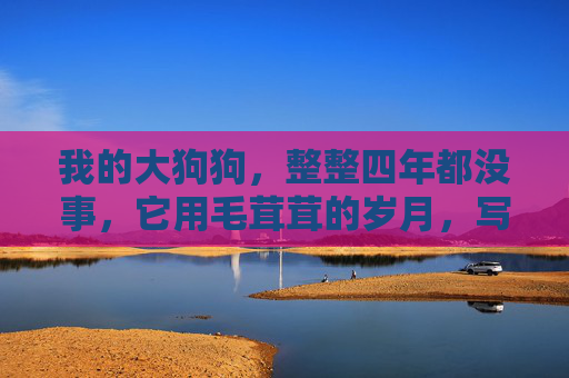 我的大狗狗,整整四年都没事,它用毛茸茸的岁月,写了一封最暖的平安帖 我的大狗狗,整整四年都没事,它用毛茸茸的岁月,写了一封最暖的平安帖