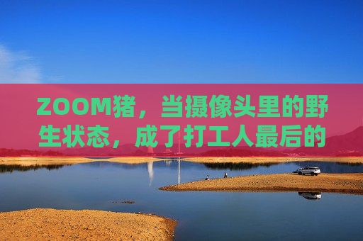 ZOOM猪,当摄像头里的野生状态,成了打工人最后的倔强,ZOOM猪,摄像头野生,打工人的最后倔强 ZOOM猪,当摄像头里的野生状态,成了打工人最后的倔强,ZOOM猪,摄像头野生,打工人的最后倔强
