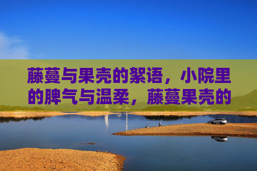 藤蔓与果壳的絮语，小院里的脾气与温柔，藤蔓果壳的絮语，小院脾气与温柔