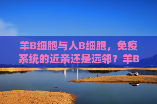 羊B细胞与人B细胞,免疫系统的近亲还是远邻?羊B细胞与人B细胞,免疫系统的近亲还是远邻? 羊B细胞与人B细胞,免疫系统的近亲还是远邻?羊B细胞与人B细胞,免疫系统的近亲还是远邻?