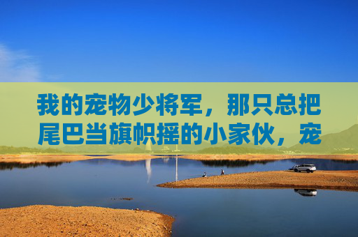 我的宠物少将军,那只总把尾巴当旗帜摇的小家伙,宠物少将军,尾巴当旗帜摇的小家伙 我的宠物少将军,那只总把尾巴当旗帜摇的小家伙,宠物少将军,尾巴当旗帜摇的小家伙