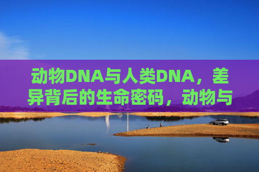 动物DNA与人类DNA,差异背后的生命密码,动物与人类DNA差异,生命密码的奥秘 动物DNA与人类DNA,差异背后的生命密码,动物与人类DNA差异,生命密码的奥秘