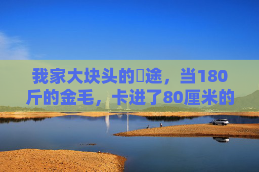 我家大块头的囧途，当180斤的金毛，卡进了80厘米的门缝，180斤金毛卡进80厘米门缝，大块头的囧途