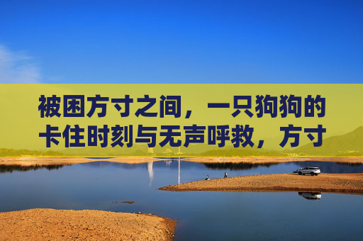 被困方寸之间,一只狗狗的卡住时刻与无声呼救,方寸之间,狗狗的卡住时刻与无声呼救 被困方寸之间,一只狗狗的卡住时刻与无声呼救,方寸之间,狗狗的卡住时刻与无声呼救