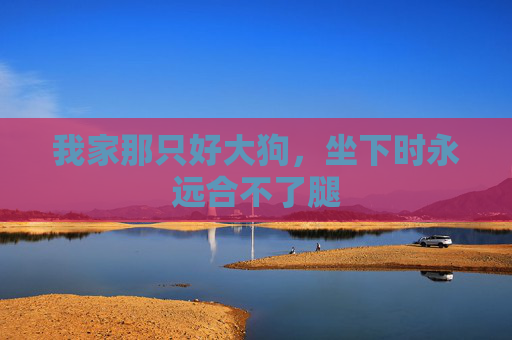 我家那只好大狗，坐下时永远合不了腿
