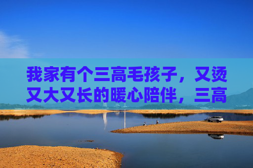 我家有个三高毛孩子，又烫又大又长的暖心陪伴，三高毛孩子的暖心陪伴