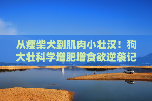 从瘦柴犬到肌肉小壮汉!狗大壮科学增肥增食欲逆袭记 从瘦柴犬到肌肉小壮汉!狗大壮科学增肥增食欲逆袭记
