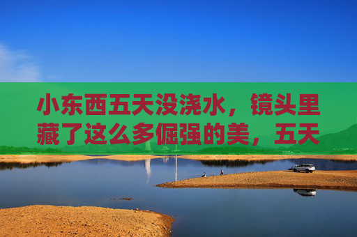 小东西五天没浇水,镜头里藏了这么多倔强的美,五天未浇水,镜头藏倔强美 小东西五天没浇水,镜头里藏了这么多倔强的美,五天未浇水,镜头藏倔强美
