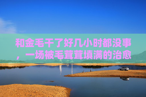 和金毛干了好几小时都没事，一场被毛茸茸填满的治愈时光，毛茸茸金毛的治愈时光