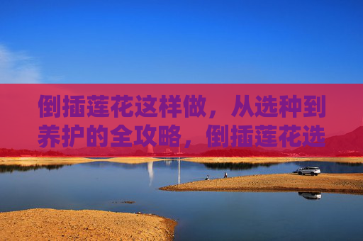 倒插莲花这样做,从选种到养护的全攻略,倒插莲花选种到养护全攻略 倒插莲花这样做,从选种到养护的全攻略,倒插莲花选种到养护全攻略