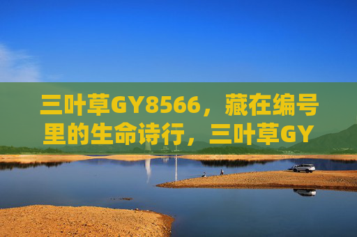 三叶草GY8566，藏在编号里的生命诗行，三叶草GY8566，藏在编号里的生命诗行