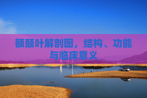 额颞叶解剖图,结构、功能与临床意义 额颞叶解剖图,结构、功能与临床意义