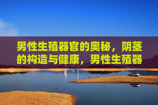 男性生殖器官的奥秘，阴茎的构造与健康，男性生殖器官奥秘，阴茎构造与健康