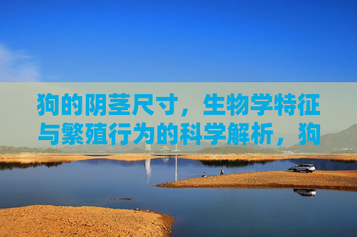 狗的阴茎尺寸,生物学特征与繁殖行为的科学解析,狗阴茎尺寸、生物学特征与繁殖行为的科学解析 狗的阴茎尺寸,生物学特征与繁殖行为的科学解析,狗阴茎尺寸、生物学特征与繁殖行为的科学解析