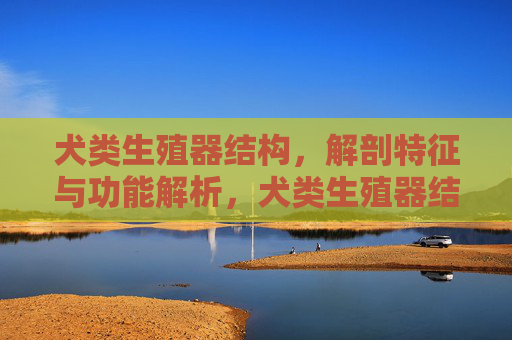 犬类生殖器结构,解剖特征与功能解析,犬类生殖器结构、解剖特征与功能解析 犬类生殖器结构,解剖特征与功能解析,犬类生殖器结构、解剖特征与功能解析