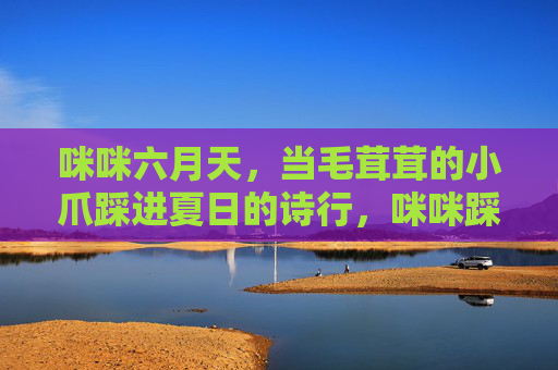 咪咪六月天，当毛茸茸的小爪踩进夏日的诗行，咪咪踩进夏的诗行