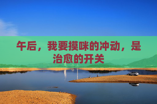 午后,我要摸咪的冲动,是治愈的开关 午后,我要摸咪的冲动,是治愈的开关