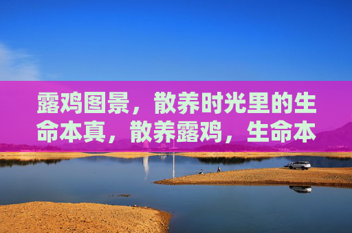 露鸡图景，散养时光里的生命本真，散养露鸡，生命本真的时光图景