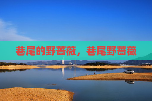 巷尾的野蔷薇,巷尾野蔷薇 巷尾的野蔷薇,巷尾野蔷薇