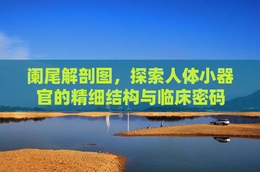 阑尾解剖图,探索人体小器官的精细结构与临床密码 阑尾解剖图,探索人体小器官的精细结构与临床密码