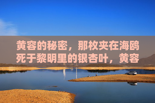 黄容的秘密,那枚夹在海鸥死于黎明里的银杏叶,黄容的秘密,夹在海鸥死于黎明里的银杏叶 黄容的秘密,那枚夹在海鸥死于黎明里的银杏叶,黄容的秘密,夹在海鸥死于黎明里的银杏叶