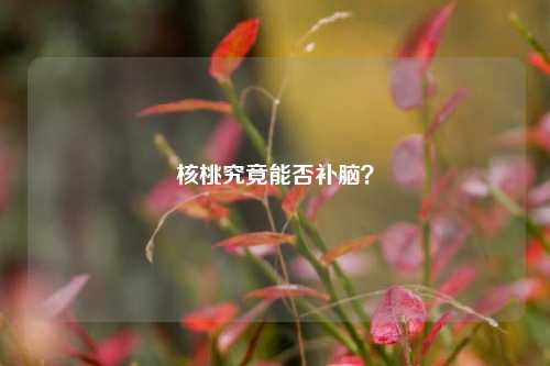 核桃究竟能否补脑?